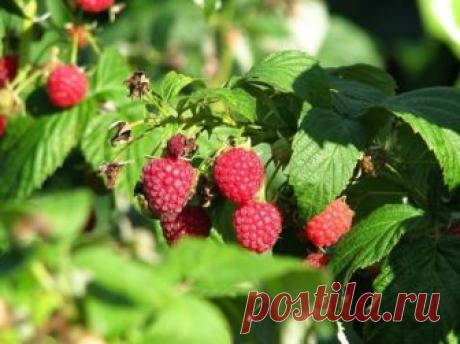 Чем подкормить малину осенью после обрезки и в зиму: удобрения и прочие варианты для начинающих Чем подкормить малину осенью и как это правильно сделать. Какие удобрения подходят растению.