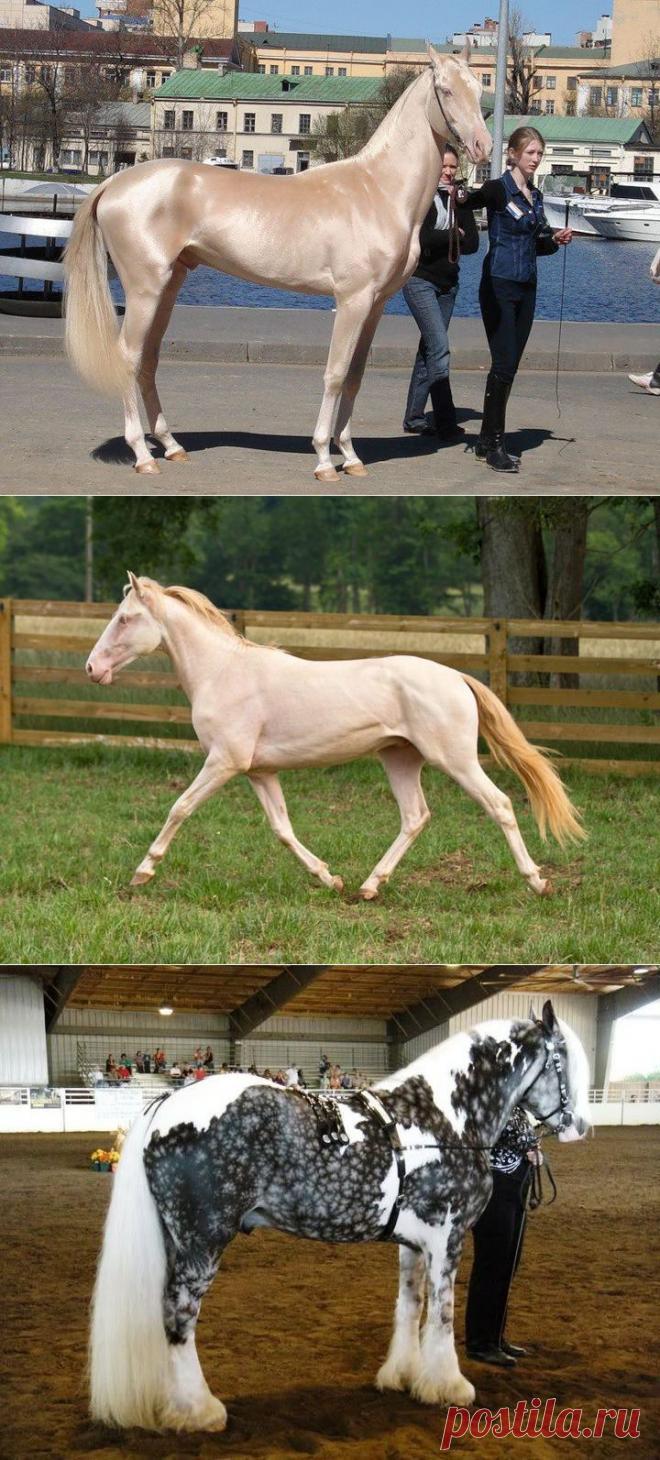 20 самых красивых лошадей в мире, от которых трудно отвести взгляд | Дай лапку