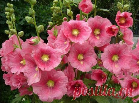 Мальва: посадка и уход. Виды и сорта мальвы - Женский журнал LadySpecial.ru