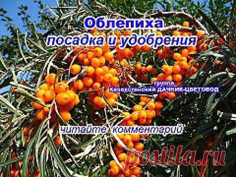 облепиха-посадка и удобрение