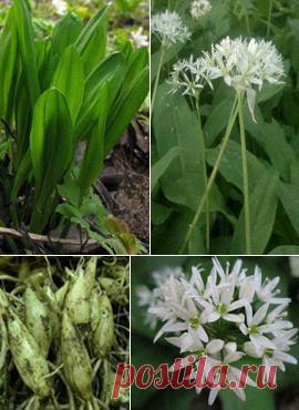 Черемша фото, полезные свойства, польза, применение, лечение.