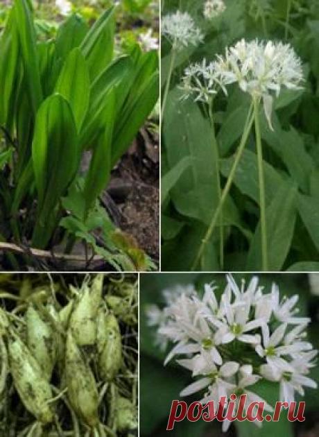 Черемша фото, полезные свойства, польза, применение, лечение.