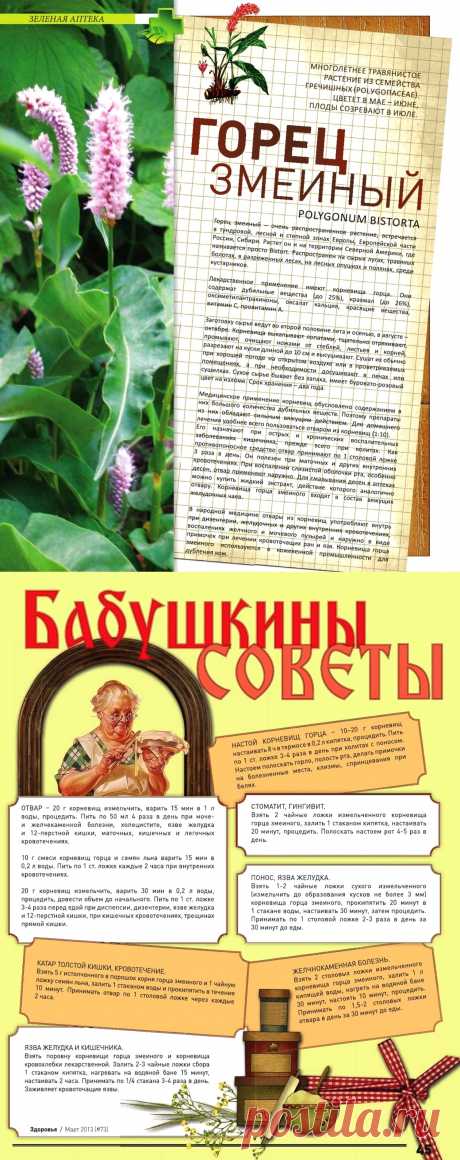 Горец змеиный