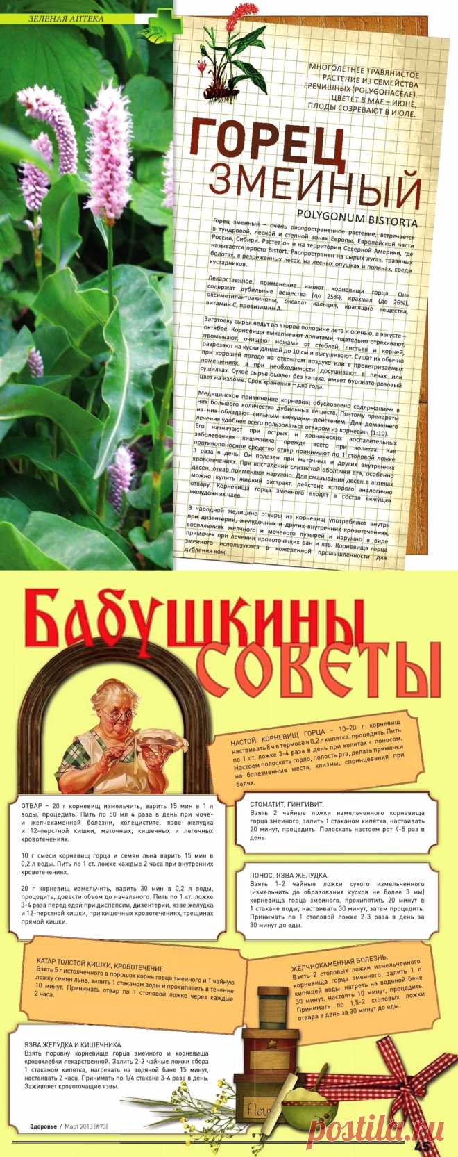 Горец змеиный