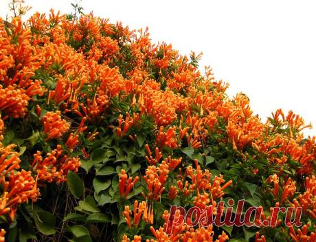 Пылающая красота одной лианы: Пиростегия прекрасная