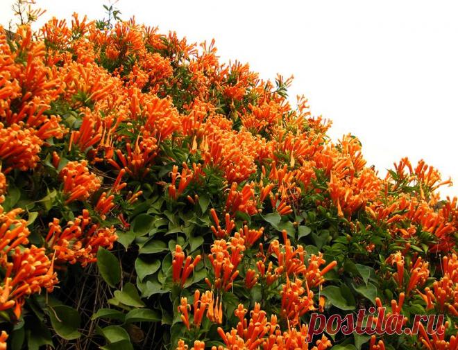 Пылающая красота одной лианы: Пиростегия прекрасная