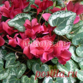 Цикламен Cyclamen - Комнатные растения и цветы