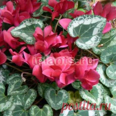 Цикламен Cyclamen - Комнатные растения и цветы