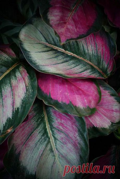 Foliage, leaves, ferns, greenery, undergrowth, overgrown, botanical,