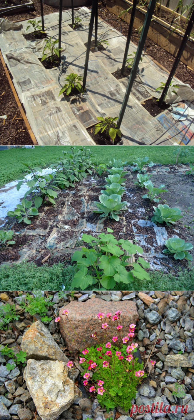 В моем хозяйстве газеты и картон идут... на мульчу