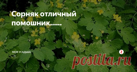 Сорняк отличный помошник...... Наверняка этот сорняк растет в каждом огороде. Но он точно полезен в народной медицине и не только. В этом самом огороде он тоже принесет не мало пользы, главное применить его по назначению. И опытные садоводы выявив его положительную особенность, уже давно применяют его в целях борьбы с вредителем, более того они добавляют траву в мульчу, и применяют его как защиту от сорняков и еще много полезно