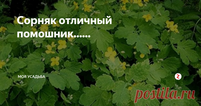 Сорняк отличный помошник...... Наверняка этот сорняк растет в каждом огороде. Но он точно полезен в народной медицине и не только. В этом самом огороде он тоже принесет не мало пользы, главное применить его по назначению. И опытные садоводы выявив его положительную особенность, уже давно применяют его в целях борьбы с вредителем, более того они добавляют траву в мульчу, и применяют его как защиту от сорняков и еще много полезно