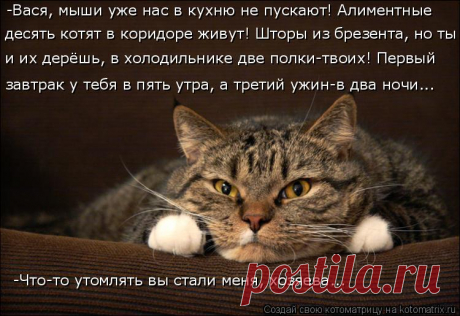 Котоматрица: Лучшие за ноябрь 2016