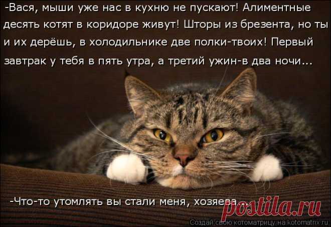 Котоматрица: Лучшие за ноябрь 2016