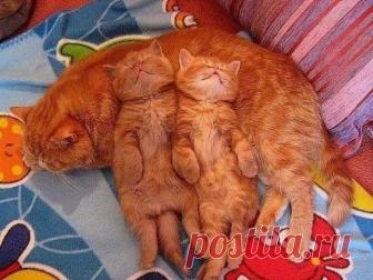 Золотки | KotoMail.ru