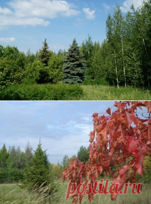 Дендропарк Явлейка (город Сергач)