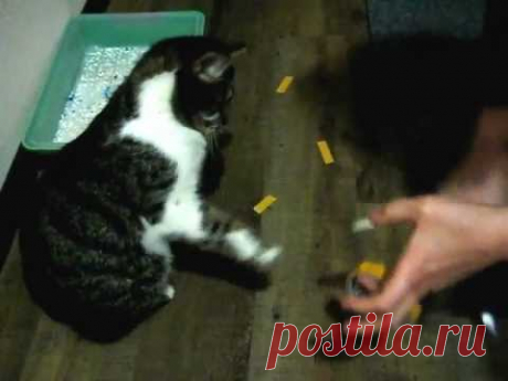 Как отучить кота гадить где попало