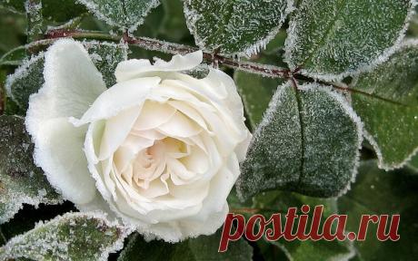 роза