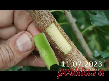прививка дерева летом // budding
