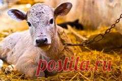 19 февраля в народном календаре Вукол Телятник, Жуколы