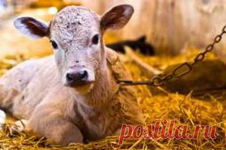 19 февраля в народном календаре Вукол Телятник, Жуколы