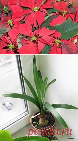 Декабрист « Цветы