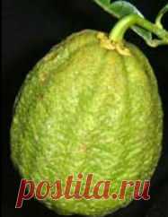 Гибриды цитрусов: сорта с описаниями, выращивание дома