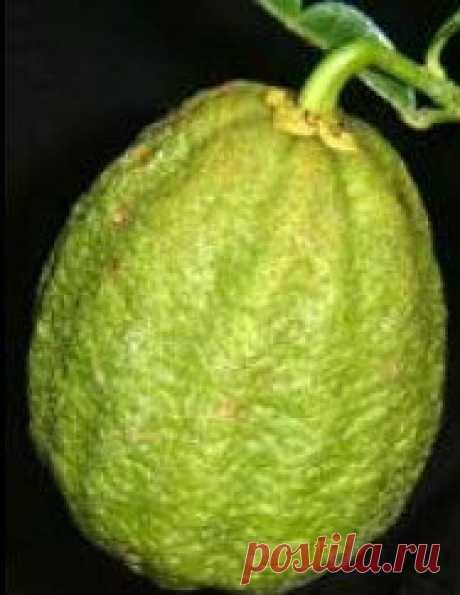 Гибриды цитрусов: сорта с описаниями, выращивание дома
