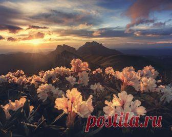 Картинки закат, горы лиловые цветы, солнце - обои 1280x1024, картинка №280128