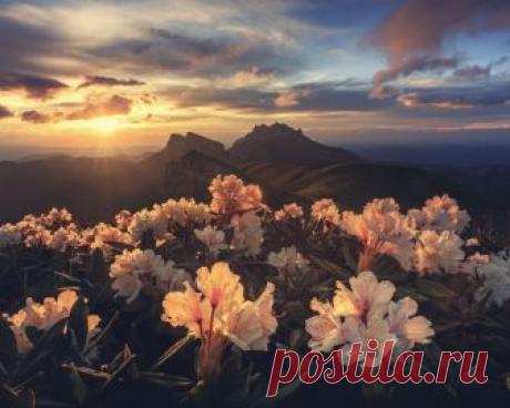 Картинки закат, горы лиловые цветы, солнце - обои 1280x1024, картинка №280128