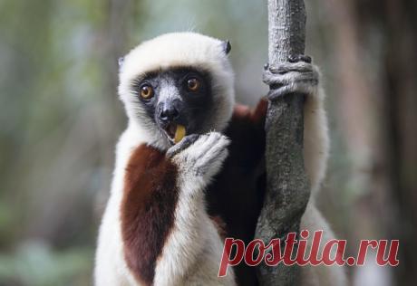 Эндемик Мадагаскара – лемур сифака – уже завтракает. Надеемся, и вы про кормёжку не забудете! Фото Натальи Филькиной: nat-geo.ru/community/user/217717/.