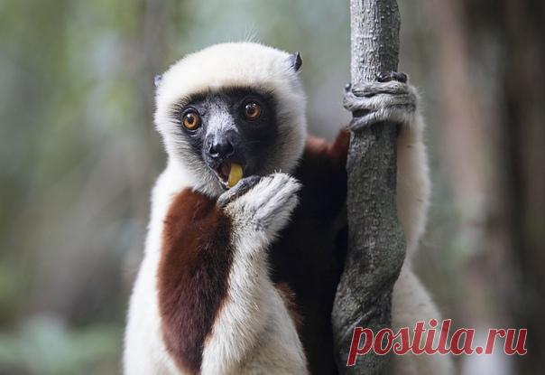 Эндемик Мадагаскара – лемур сифака – уже завтракает. Надеемся, и вы про кормёжку не забудете! Фото Натальи Филькиной: nat-geo.ru/community/user/217717/.