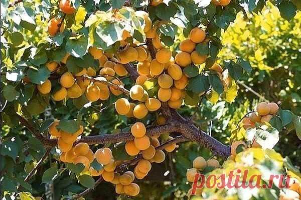 (9) Одноклассники