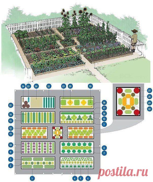 идеальное соседство садово-огородных культур