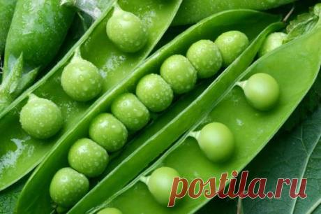 ГОРОХ: особенности агротехники