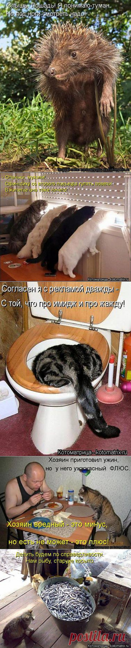 (+1) тема - Новые смешные котоматрицы понедельника! | Четвероногий юмор