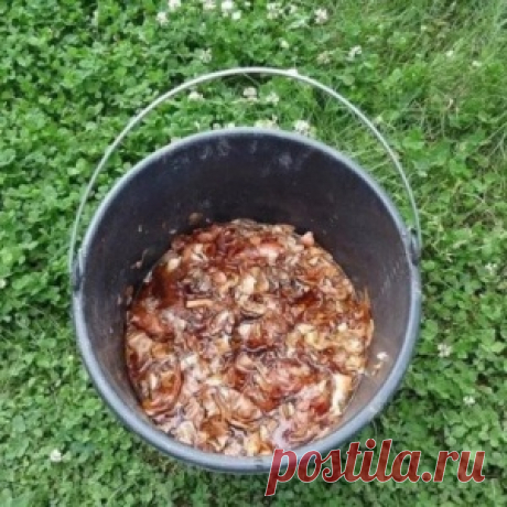 Луковая и чесночная шелуха продлевают жизнь огурцам - МирТесен