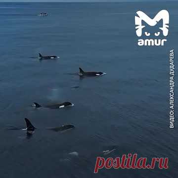 Стаю из 13 косаток у Курильских островов сняли на видео