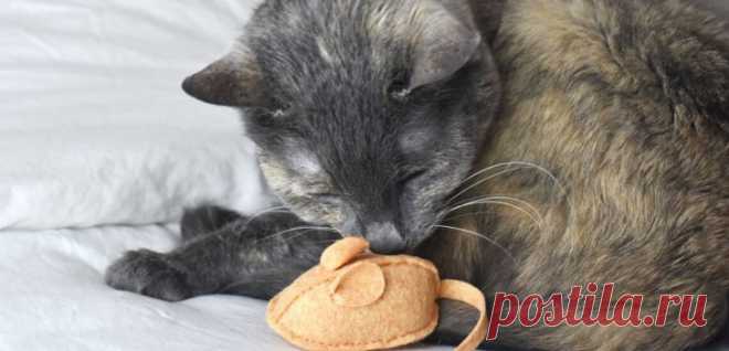 Как сшить игрушку кошке