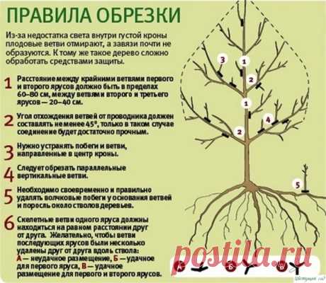 Правила зимней обрезки плодовых деревьев