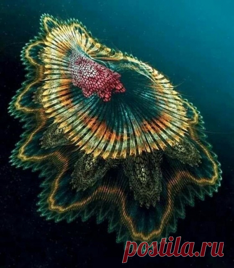 Медуза"Испанский танцор"
(Индийский океан).