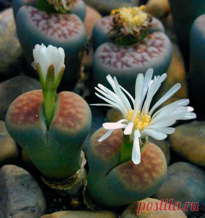 Литопс – растение, обладающее уникальными декоративными качествами