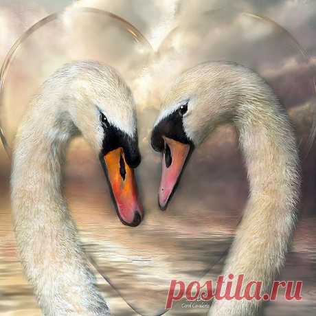Swan Love Mixed Media by Carol Cavalaris - Swan Love Fine Art Prints and Posters for Sale