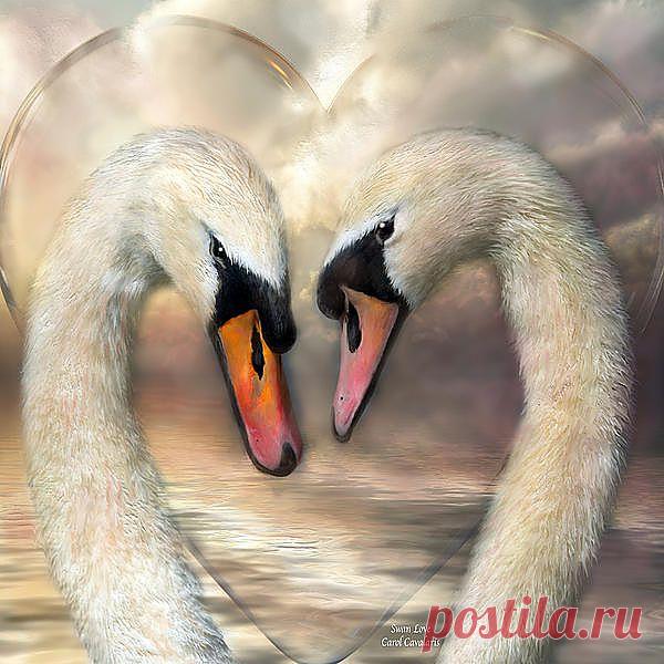 Swan Love Mixed Media by Carol Cavalaris - Swan Love Fine Art Prints and Posters for Sale