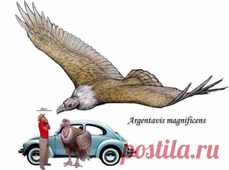 Самая крупная птица в истории Земли — Наука и жизнь