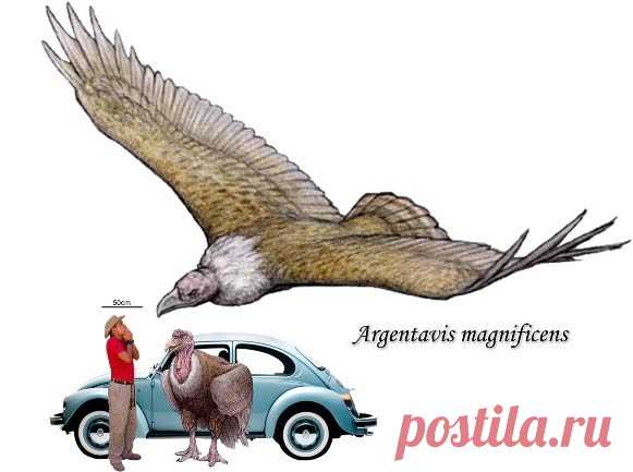 Самая крупная птица в истории Земли — Наука и жизнь