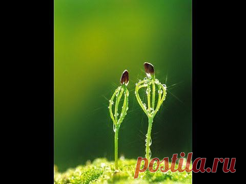 (+1) тема - Кедр - как вырастить саженцы Pínus sibírica | 6 соток