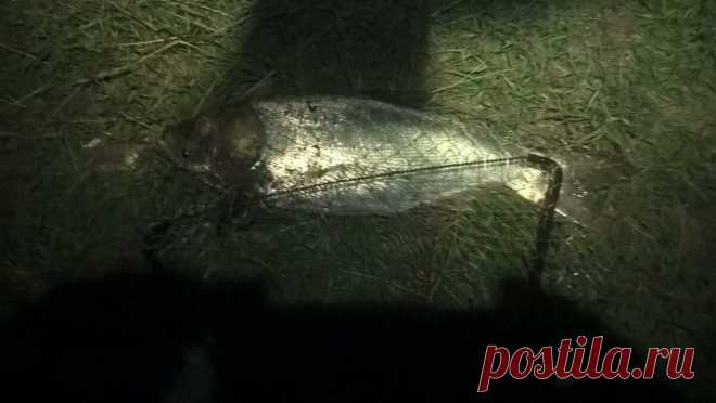 Ловим толстолобика, чем приманить, где искать.