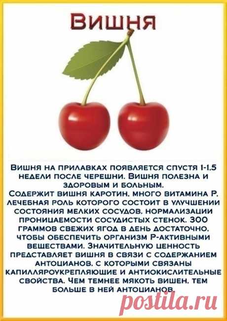 Вишня - полезные свойства