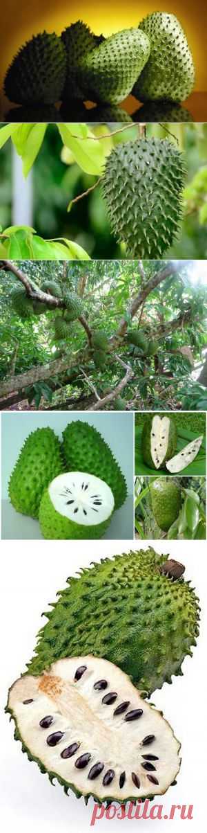 Гуанабана лечит рак